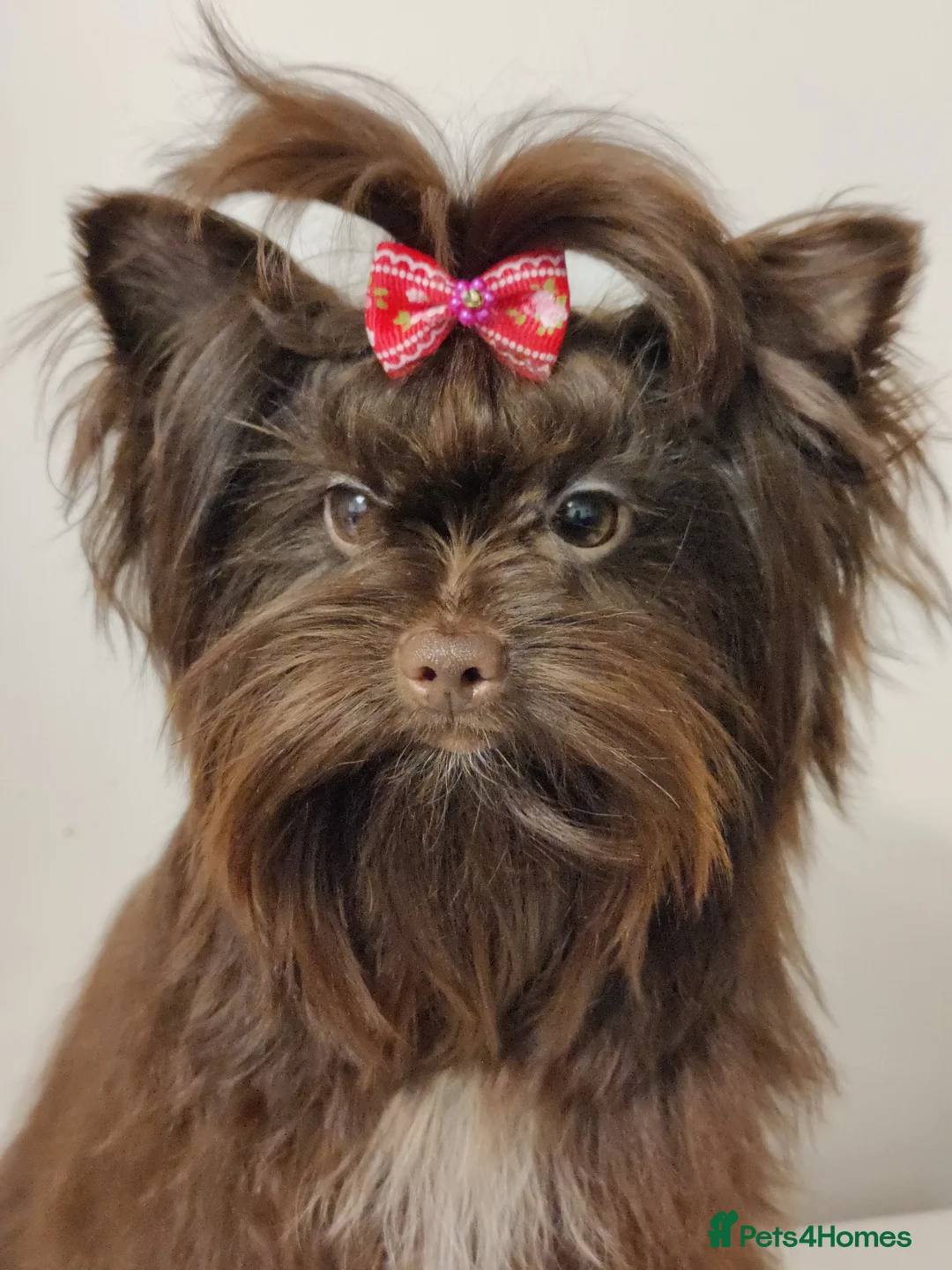 Yorkshire Terrier dogs for sale: Outstanding pure rare colour Yorkshire terrier - Advert 2