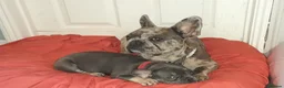 French Bulldog dogs for stud: French bulldog stud in Southend-on-Sea - Advert 3