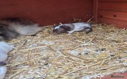Guinea Pig rodents for sale: baby guinea pigs - Image 2