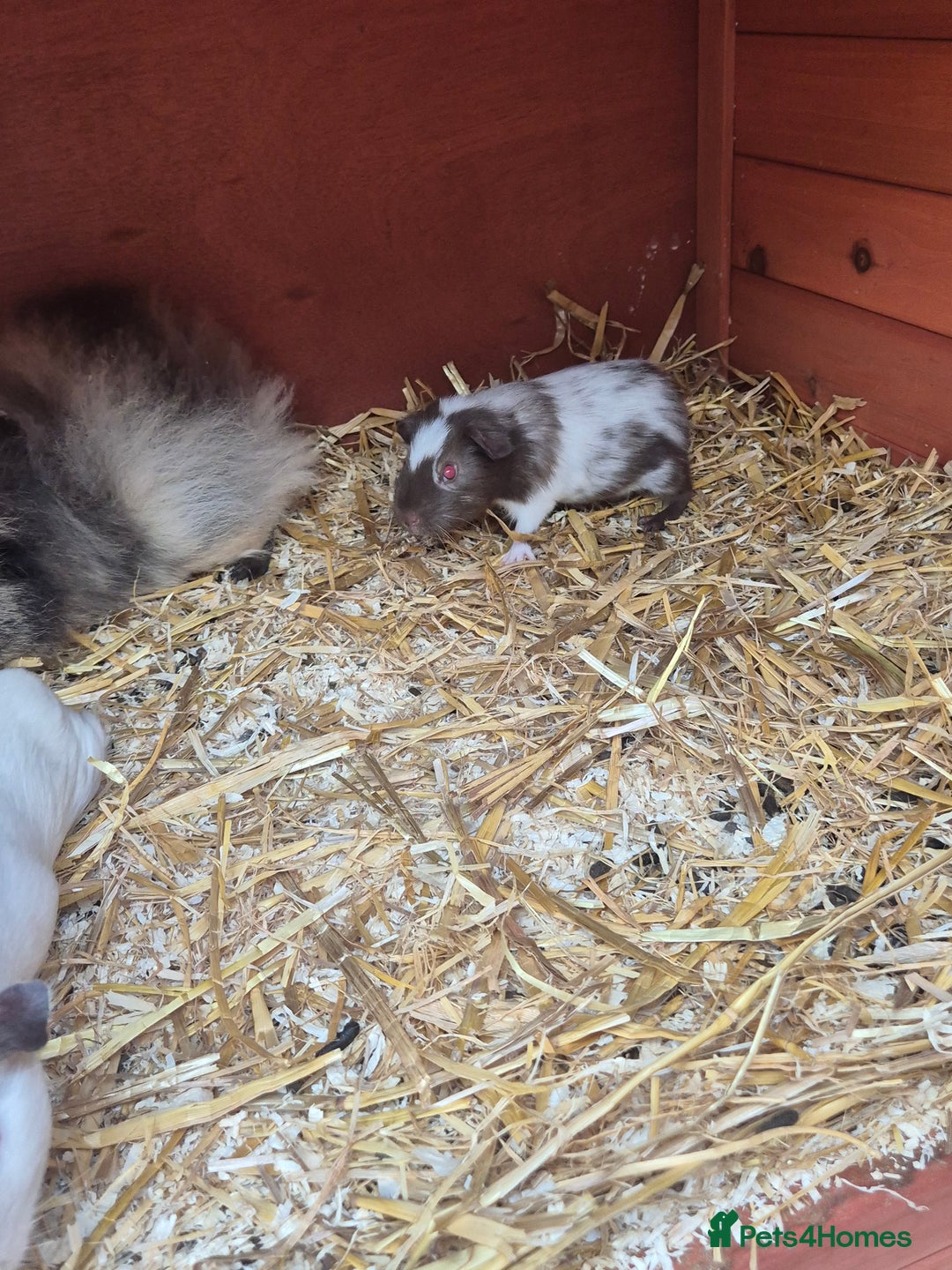 Guinea Pig rodents for sale: baby guinea pigs - Image 2