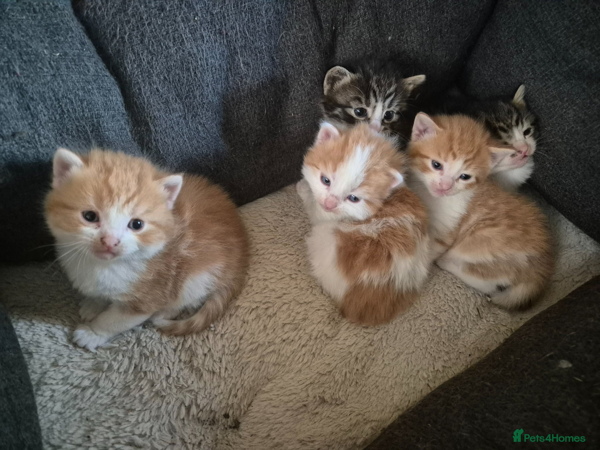 Mixed Breed cats Beautiful mix of long and short hair kittens  - Advert 1