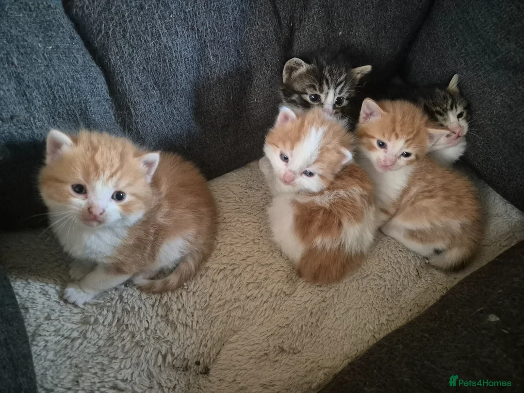 Mixed Breed cats for sale: Beautiful mix of long and short hair kittens  - Advert 1