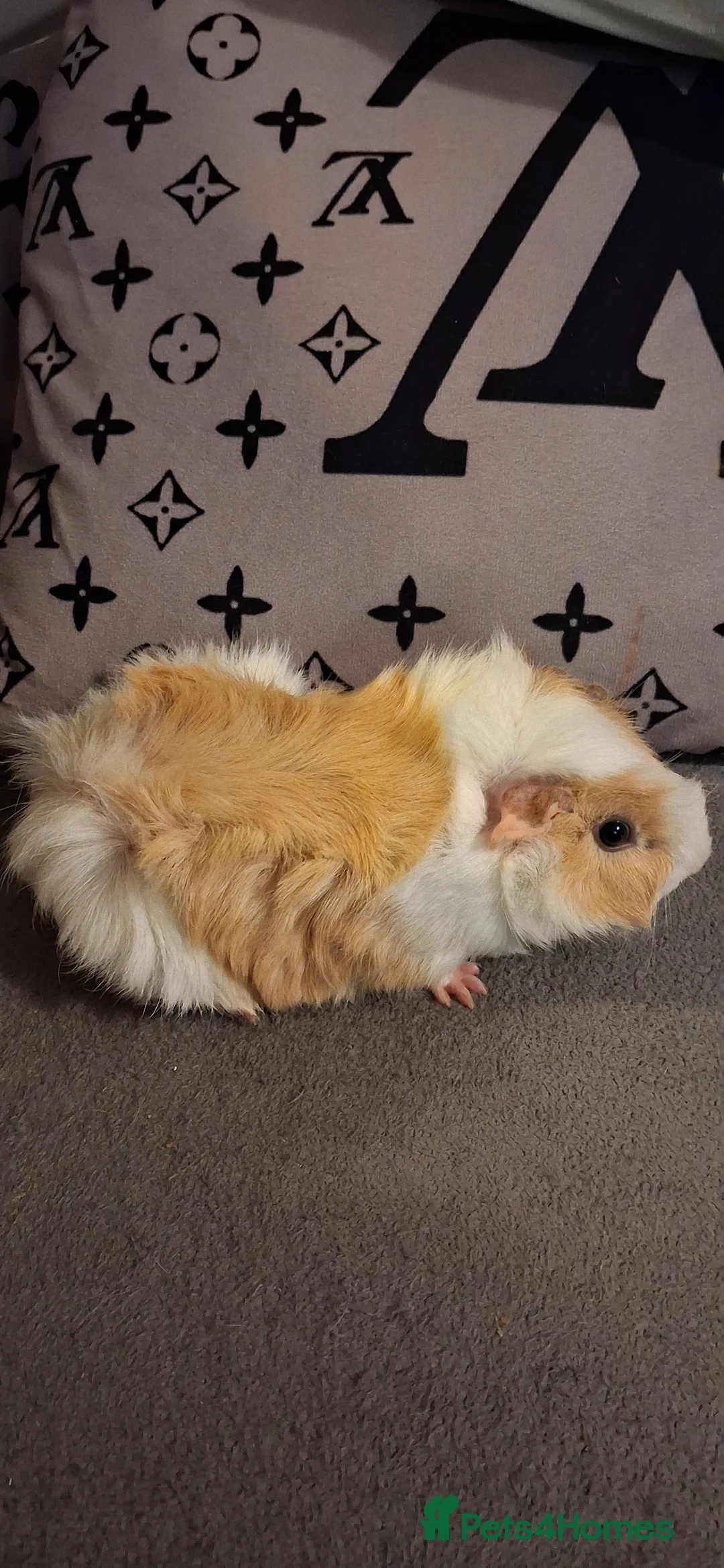 Guinea Pig rodents for sale: Baby boys and 1 girl now reduced as 12 eeeks - Advert 5