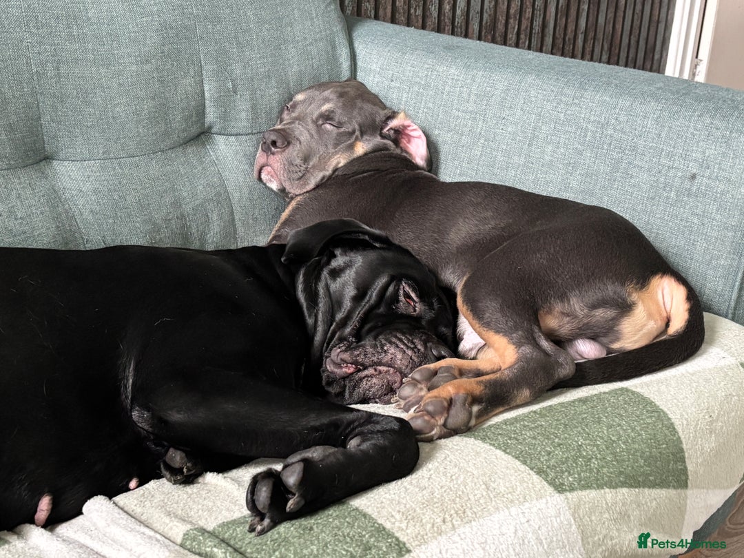 Cane Corso dogs for sale: Cane corso pup male - Advert 4