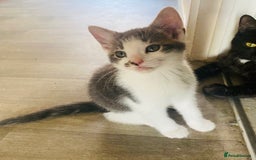 Domestic Shorthair cats for sale: Beautiful kittens ready to go 🐈‍⬛ - Image 28