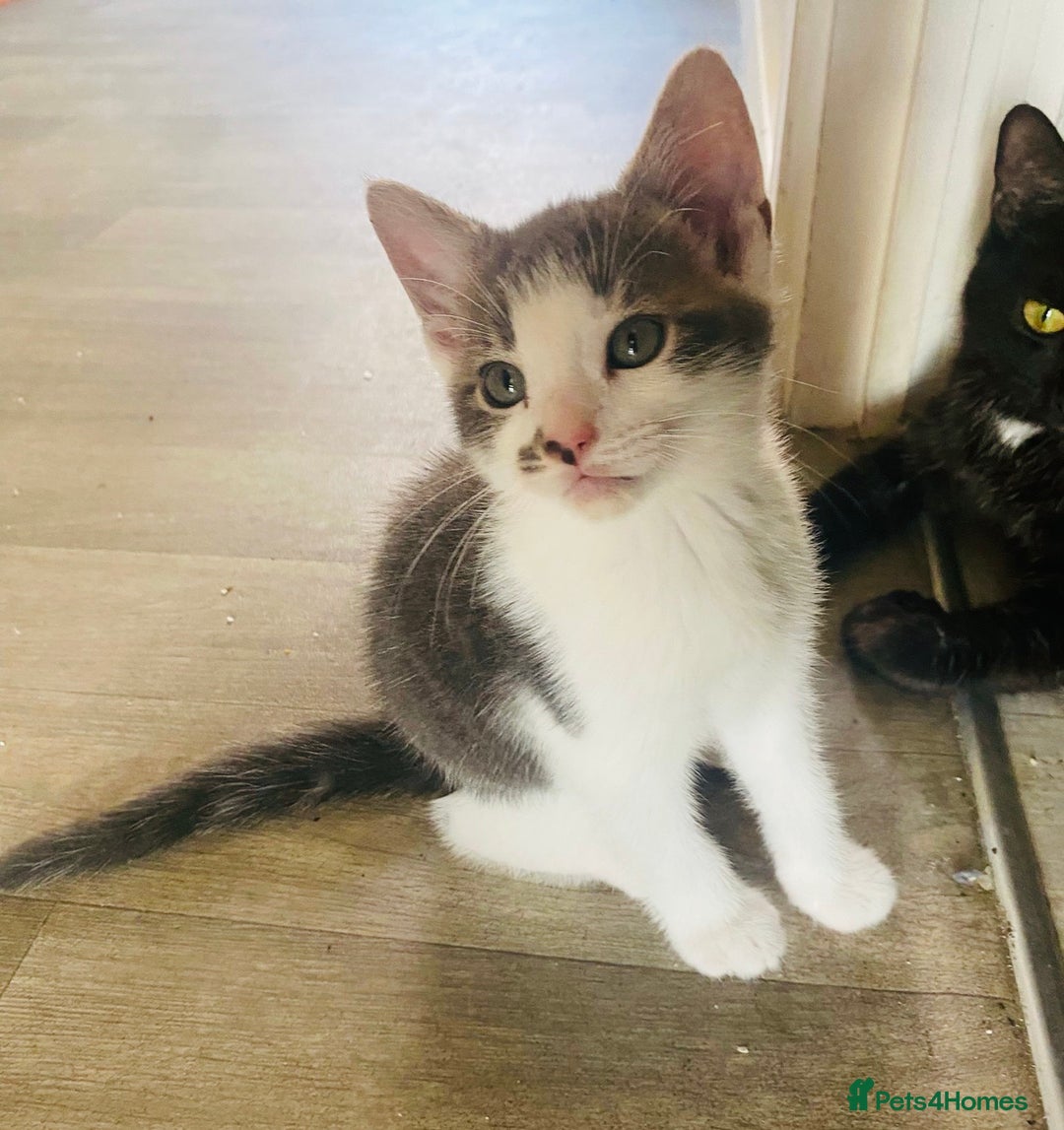 Domestic Shorthair cats for sale: Beautiful kittens ready to go 🐈‍⬛ - Image 28