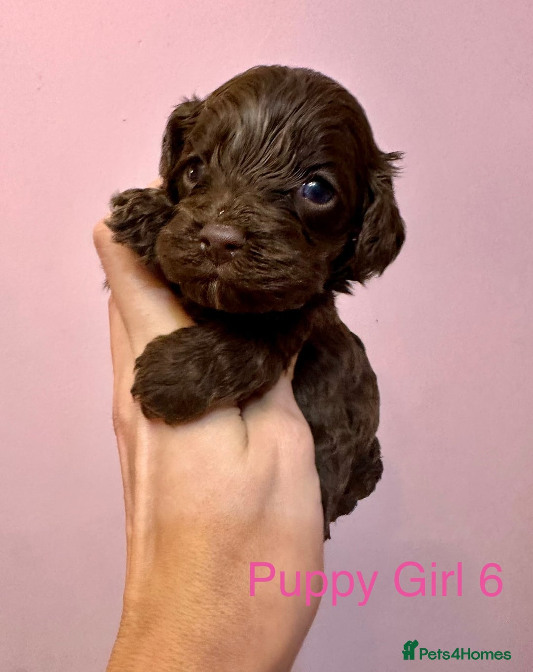Cockapoo dogs for sale: Lovely American Cockapoo Pups Chocolates & Merles  - Advert 33