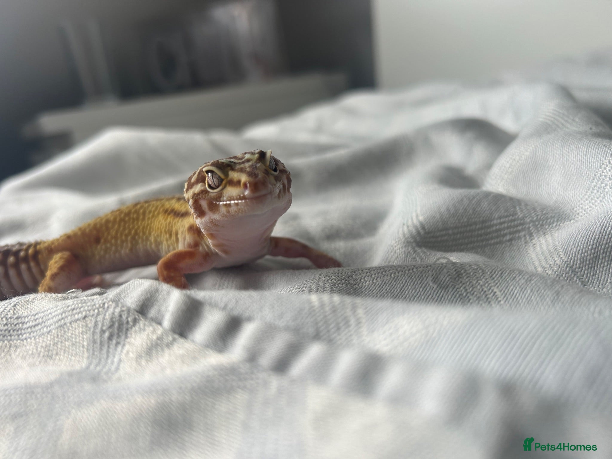 Leopard Gecko reptiles Leopard gecko aptor and vivarium - Advert 1