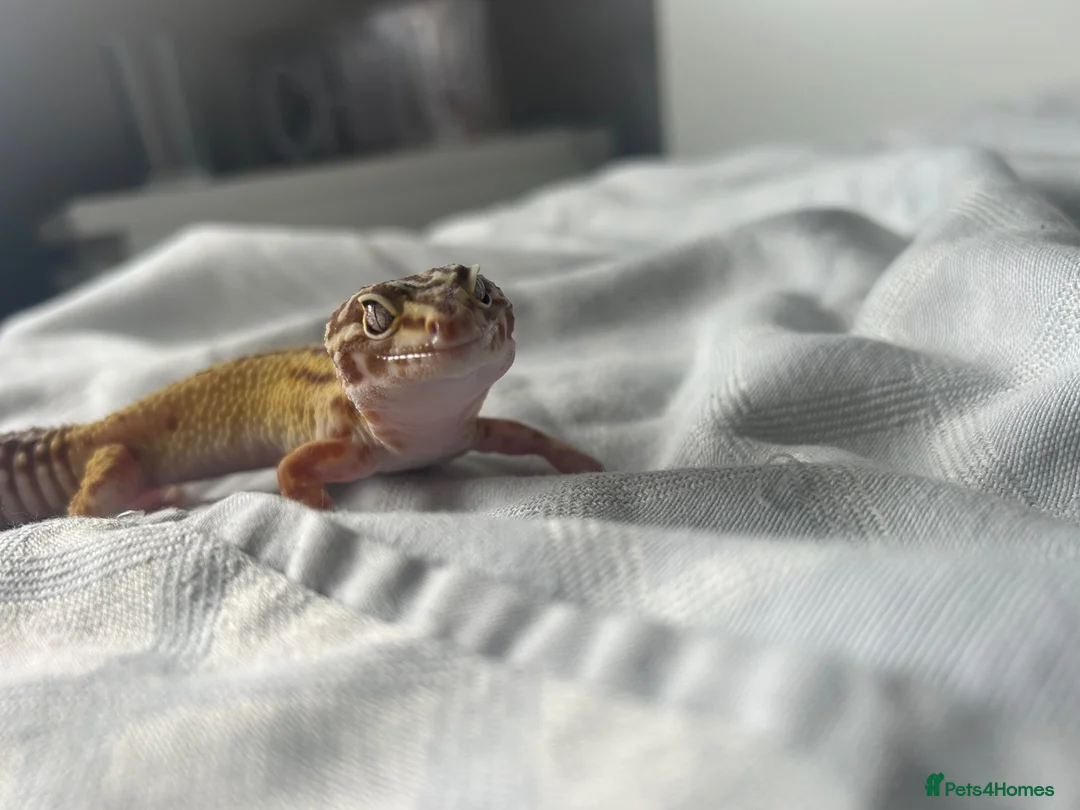 Leopard Gecko reptiles for sale: Leopard gecko aptor and vivarium in Southampton - Advert 1