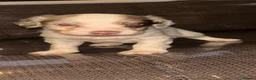English Springer Spaniel dogs for sale: Male springer spaniel - Advert 1