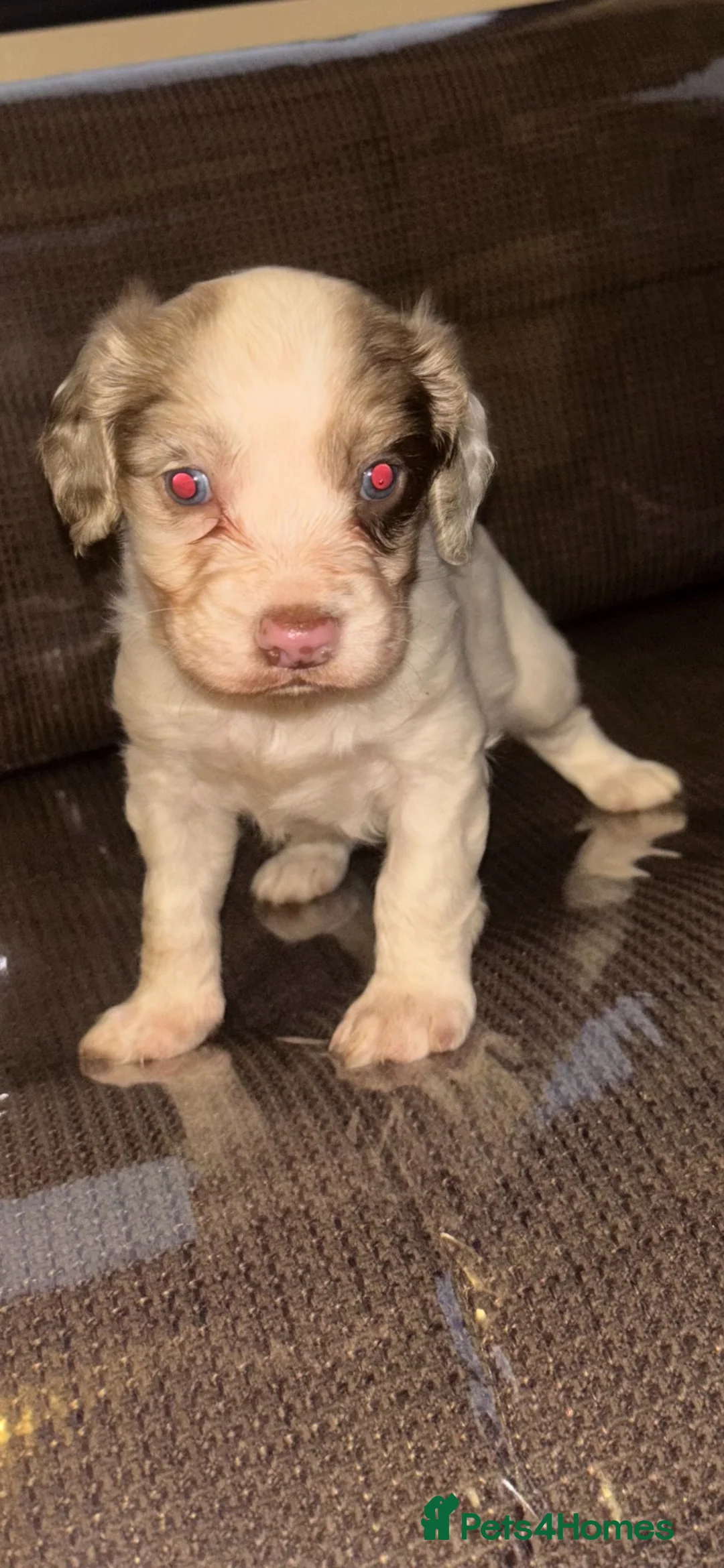 English Springer Spaniel dogs for sale: Male springer spaniel - Advert 1