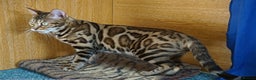 Bengal cats for sale: Superb Active Reg Bengal Girl - Advert 5