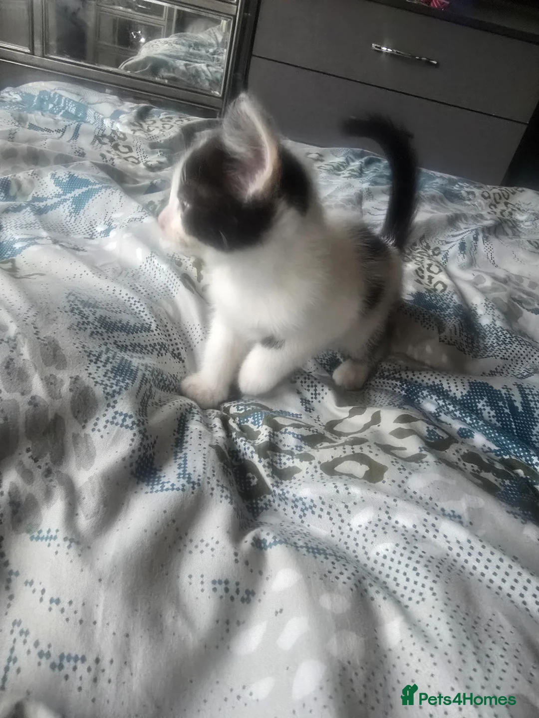 Mixed Breed cats for sale: 4 beautiful kittens  - Advert 1
