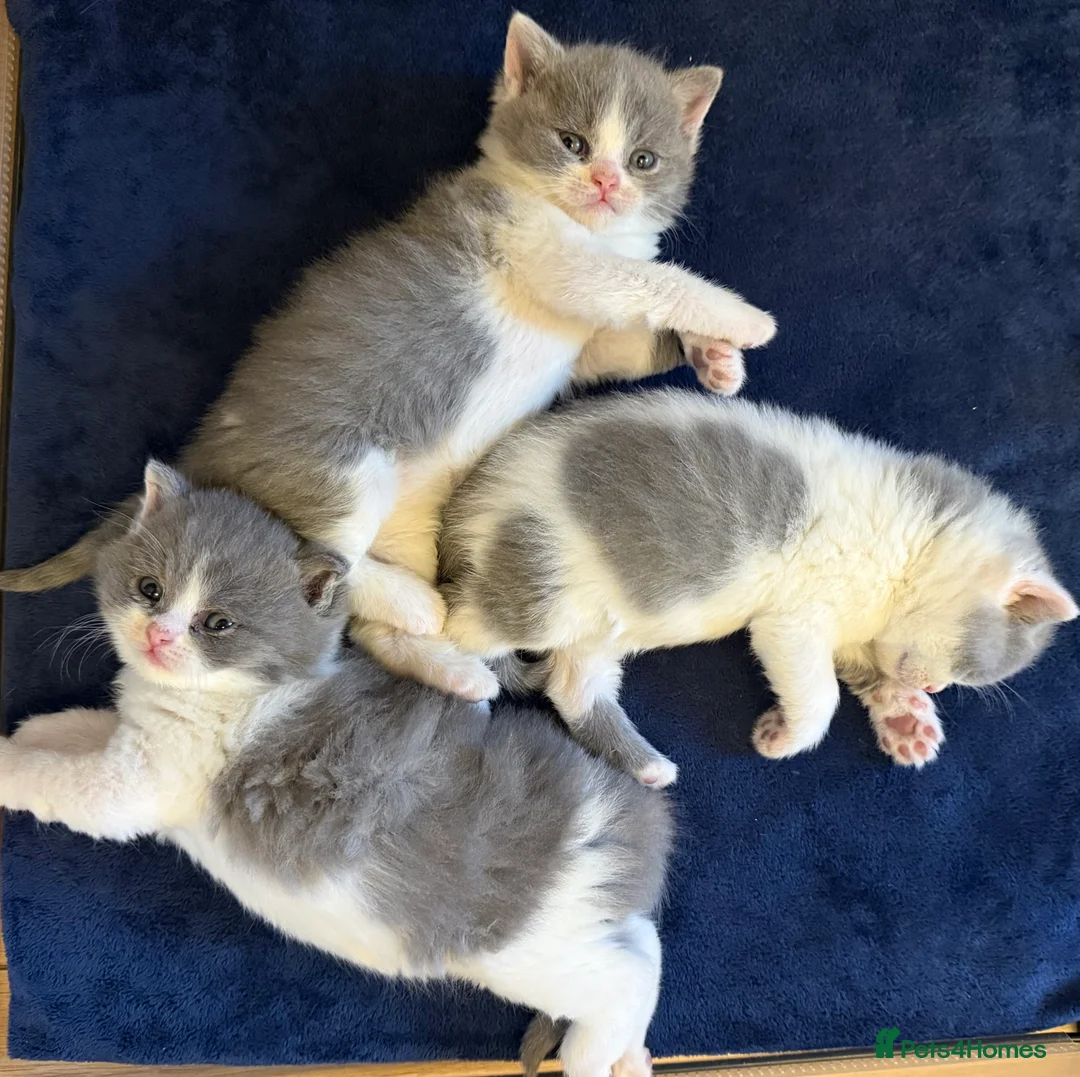 British Shorthair cats for sale: Gorgeous pure pedigree BSH kittens, GCCF reg - Advert 1