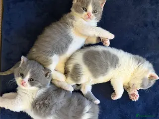 British Shorthair cats Gorgeous pure pedigree BSH kittens, GCCF reg - Advert 1