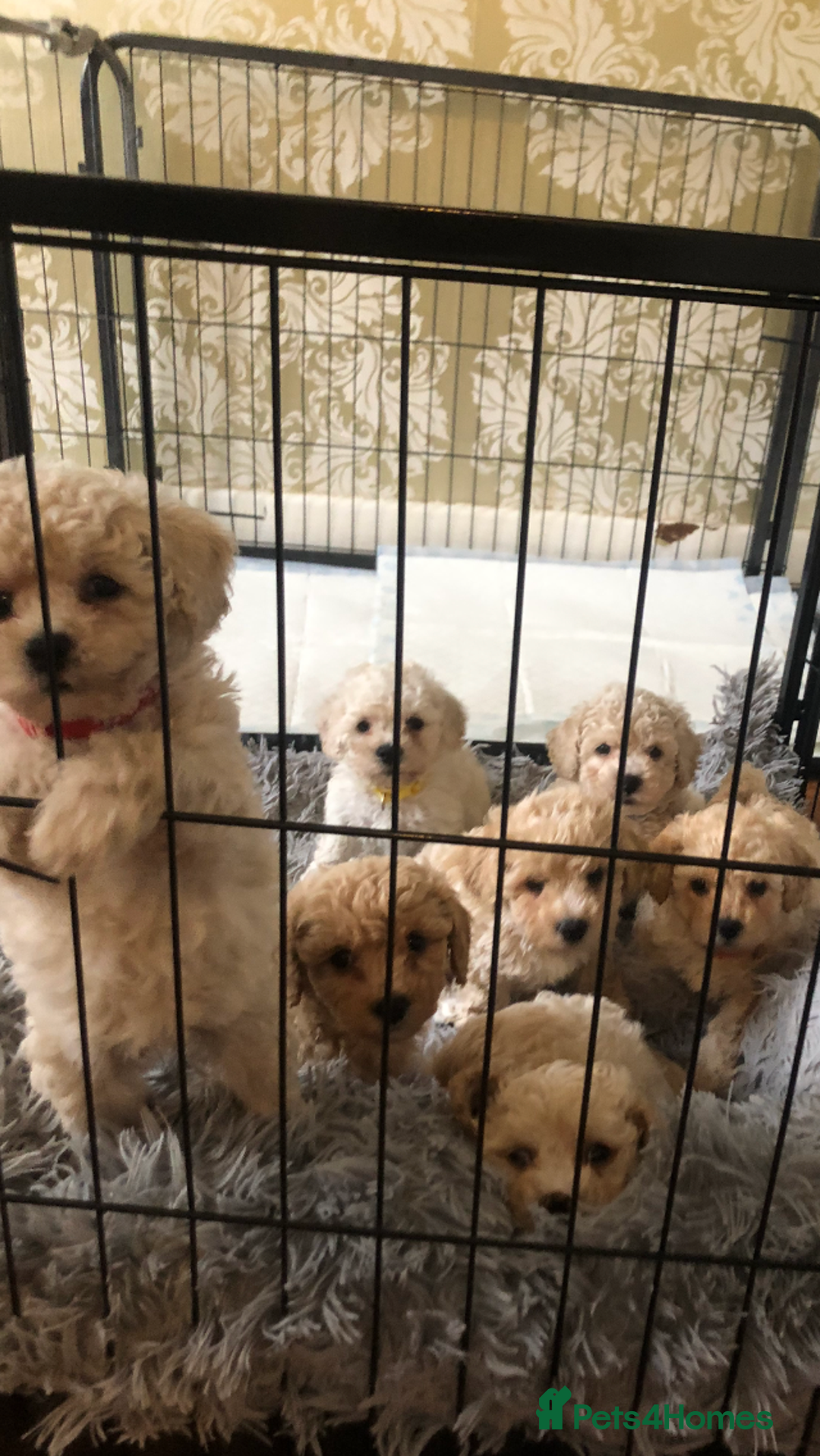 Poochon dogs for sale: Poochon pups for sale - Image 3