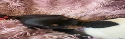 Rottweiler dogs for sale: Stunning litter of Rottweiler babies  - Advert 8