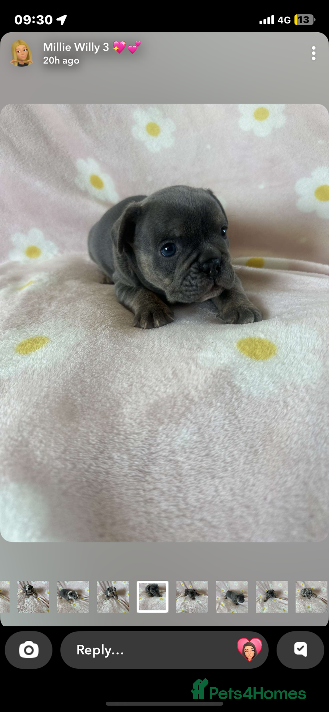 Mixed Breed dogs for sale: French bulldog cross British bulldog - Image 5