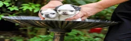 Pug dogs for sale: Panda pugs in Bishop Auckland - Advert 9
