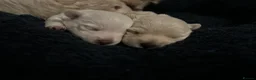 West Highland Terrier dogs for sale: Gorgeous West Highland White Pups ONE GIRL LEFT - Advert 17