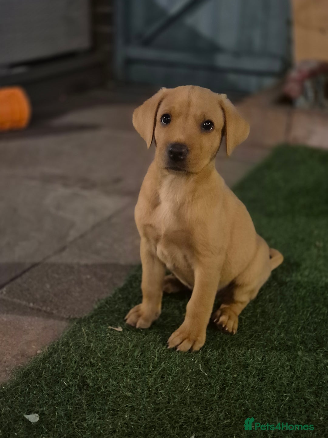 Labrador Retriever dogs for sale: Labrador 2 x boys left FTW Drakeshead Flycatcher   in Blackpool - Image 4