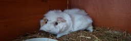 Guinea Pig rodents for sale: 2 female guinea pigs  in Southend-on-Sea - Advert 2