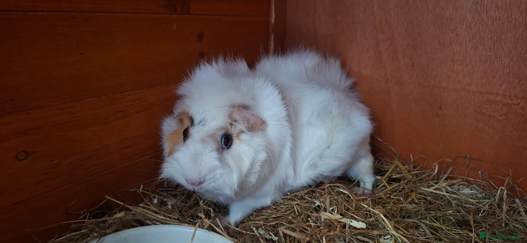 Guinea Pig rodents for sale: 2 female guinea pigs  in Southend-on-Sea - Advert 2