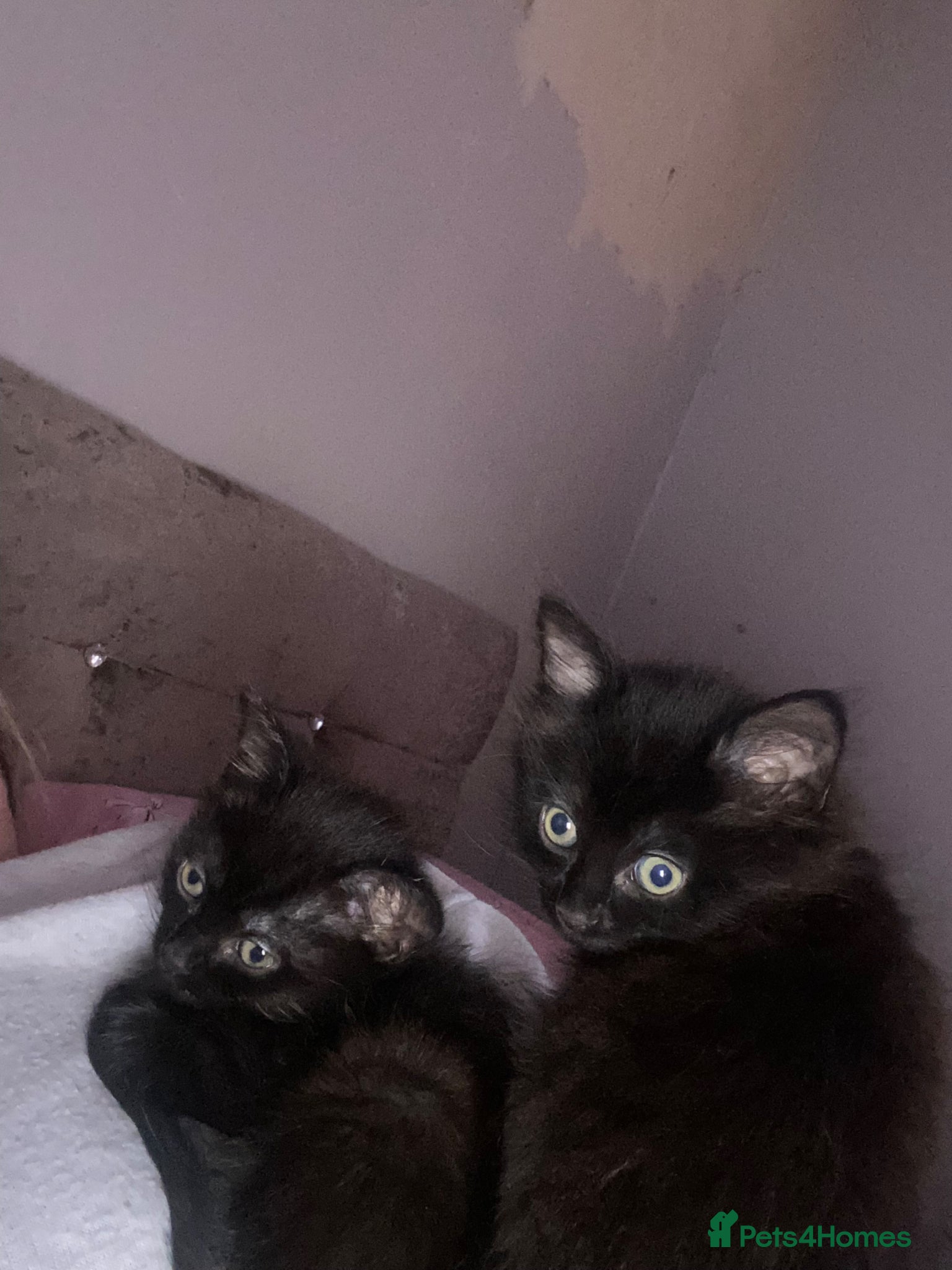 Mixed Breed cats for sale: Two beautiful kittens 1 male 1 female for sale - Advert 8