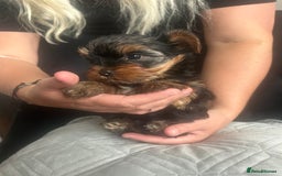 Yorkshire Terrier dogs for sale: Adorable Mini Yorkshire Terrier Puppy 🐾 - Image 1