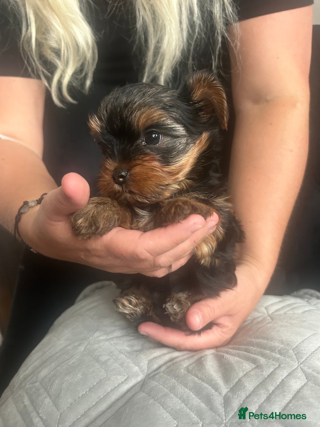 Yorkshire Terrier dogs for sale: Adorable Mini Yorkshire Terrier Puppy 🐾 - Image 1