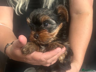 Yorkshire Terrier dogs - Advert 10