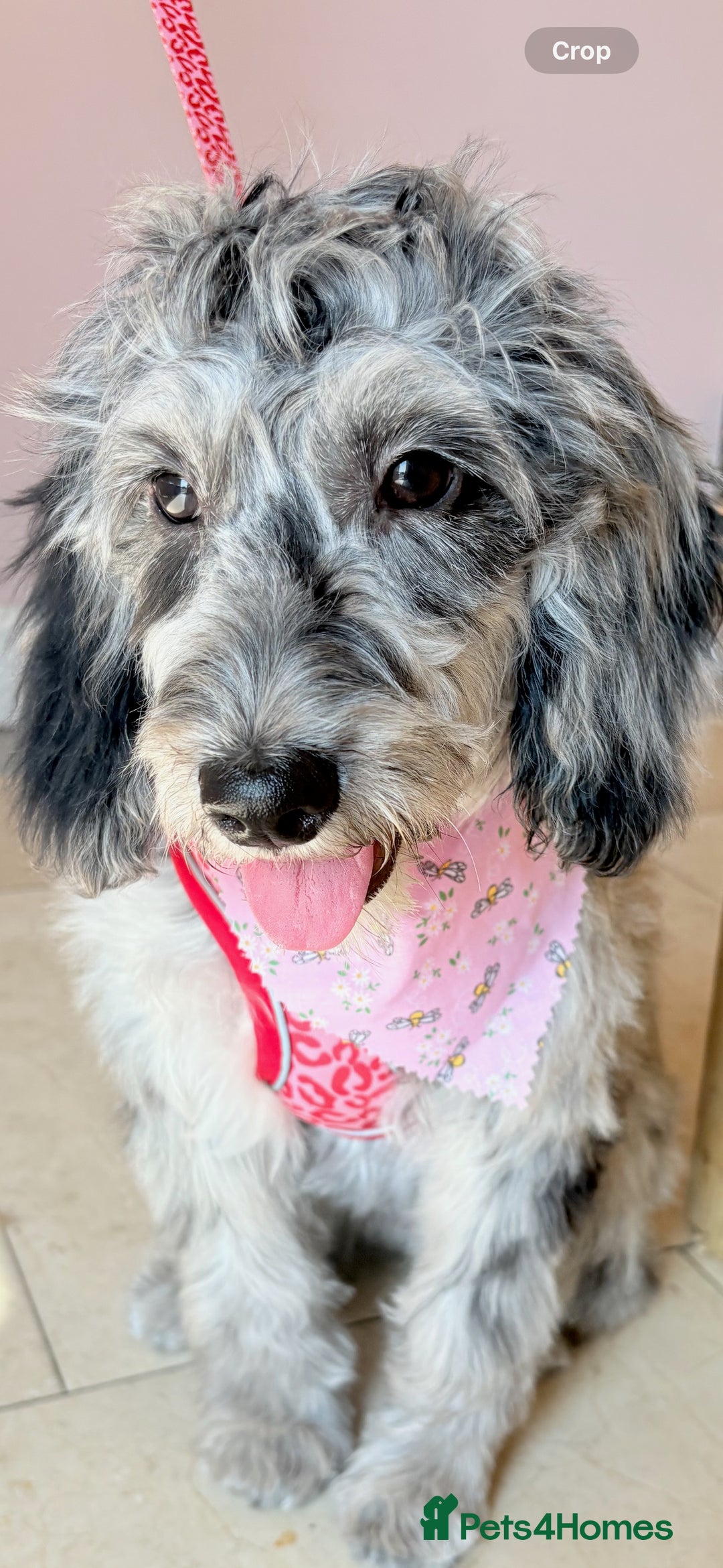 Cockapoo dogs for sale: Beautiful, gentle, fully-trained Merle Cockapoo - Advert 3