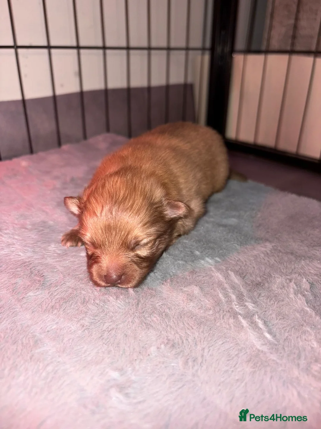 Pomeranian dogs for sale: Beatuful tiny Russian Pomeranian’s  - Advert 8