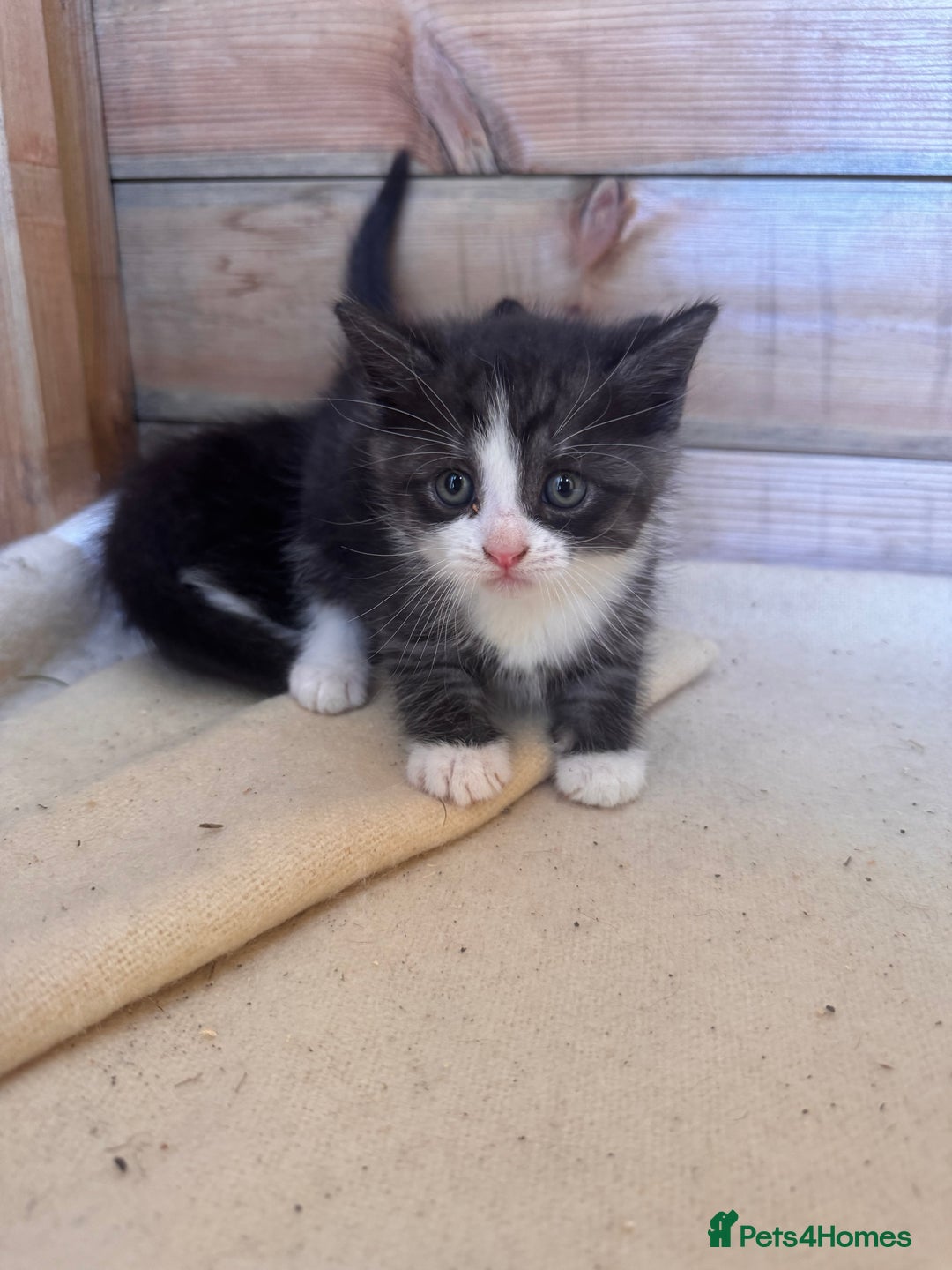 Mixed Breed cats for sale: 6 beautiful kittens looking for homes🏡  - Image 11