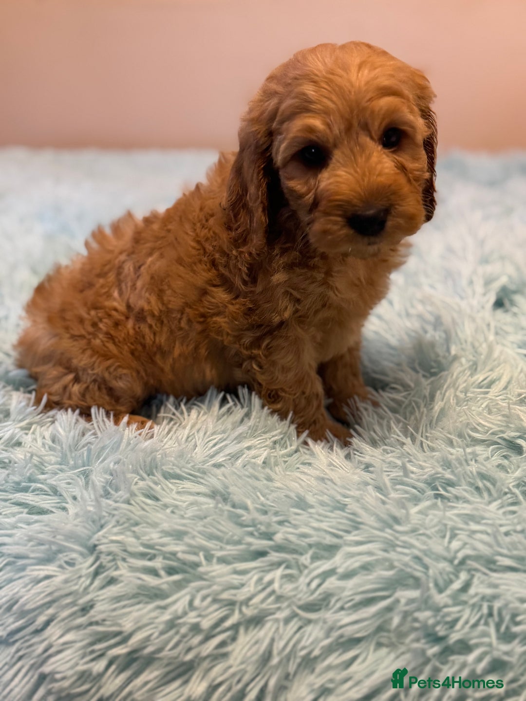 Cockapoo dogs for sale: Healthy Happy Stunning Cockapoo Puppies - Advert 13