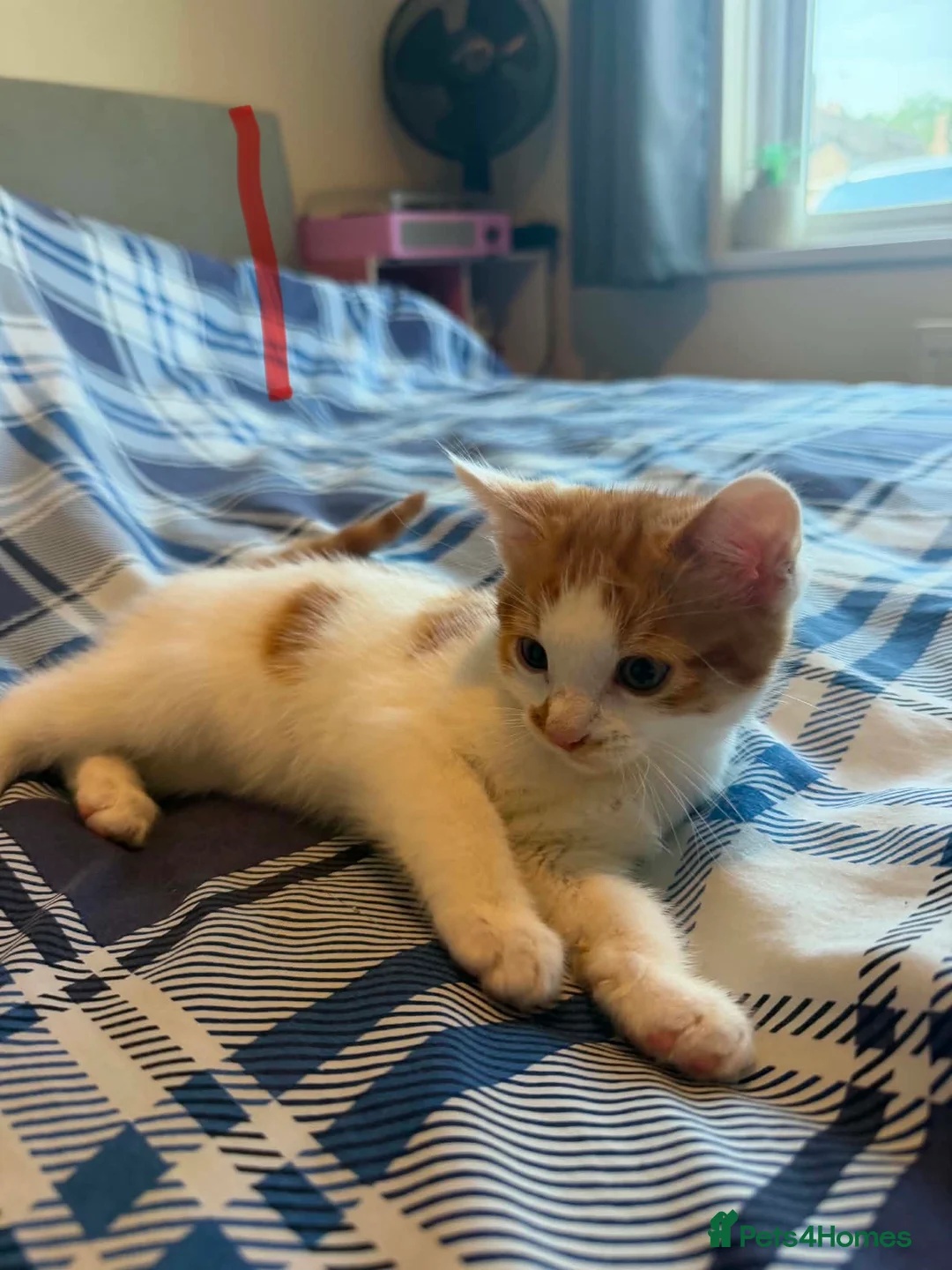 British Shorthair cats for sale: Male Ginger and white kittens  in Wareham - Advert 2