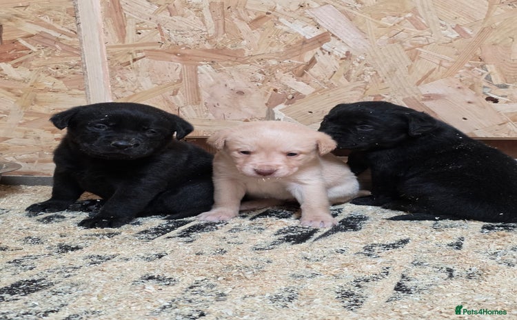 Labrador Retriever dogs - Advert 6