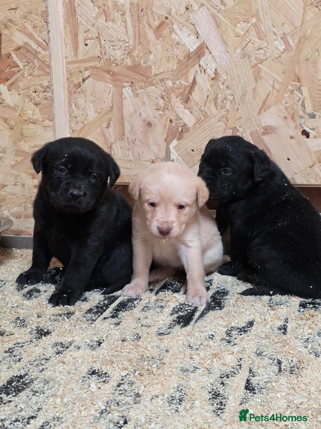 Labrador Retriever dogs for sale: Labrador Puppies black gold and chocolate  - Image 1
