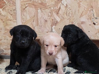 Labrador Retriever dogs - Advert 17