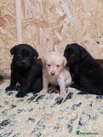 Labrador Retriever dogs - Advert 2