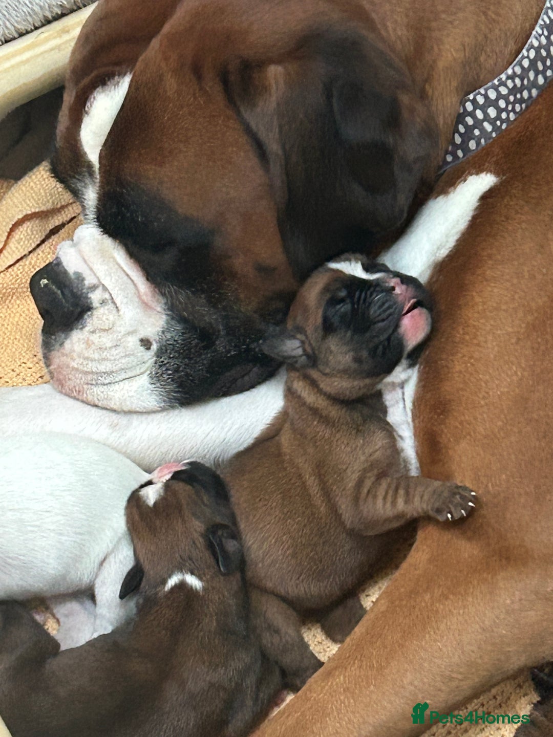 Boxer dogs for sale: Adorable BOXER puppies - Advert 22