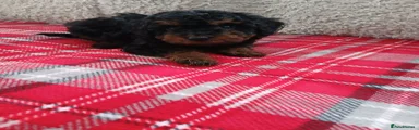 Cavapoo 2