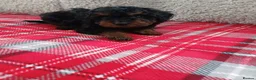 Cavapoo dogs for sale: Beautiful cavapoo puppies  in Winsford - Advert 8