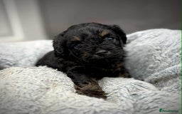 Cavapoo dogs for sale: 🧸Beautiful F1 Cavapoo Puppies, Boy Available🧸 - Image 1