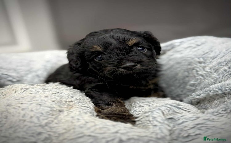 Cavapoo dogs - Advert 1