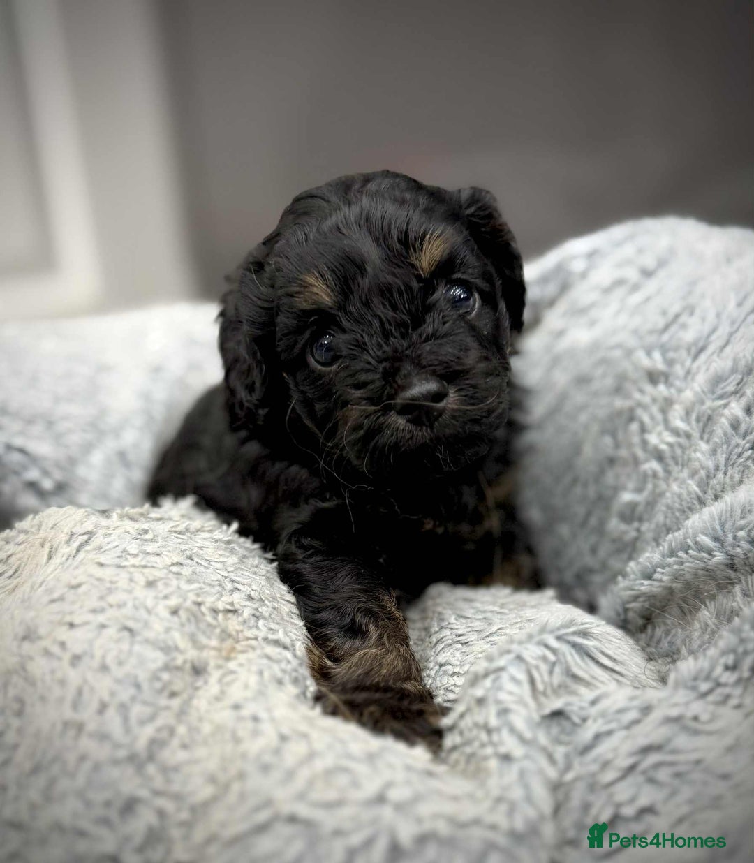 Cavapoo dogs for sale: 🧸Beautiful F1 Cavapoo Puppies, Boy Available🧸 - Image 1