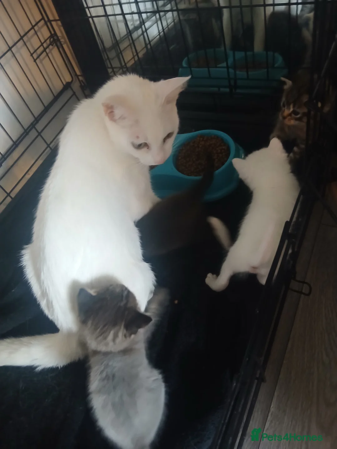 Mixed Breed cats for sale: Beautiful Ragdoll X Kittens - Advert 1