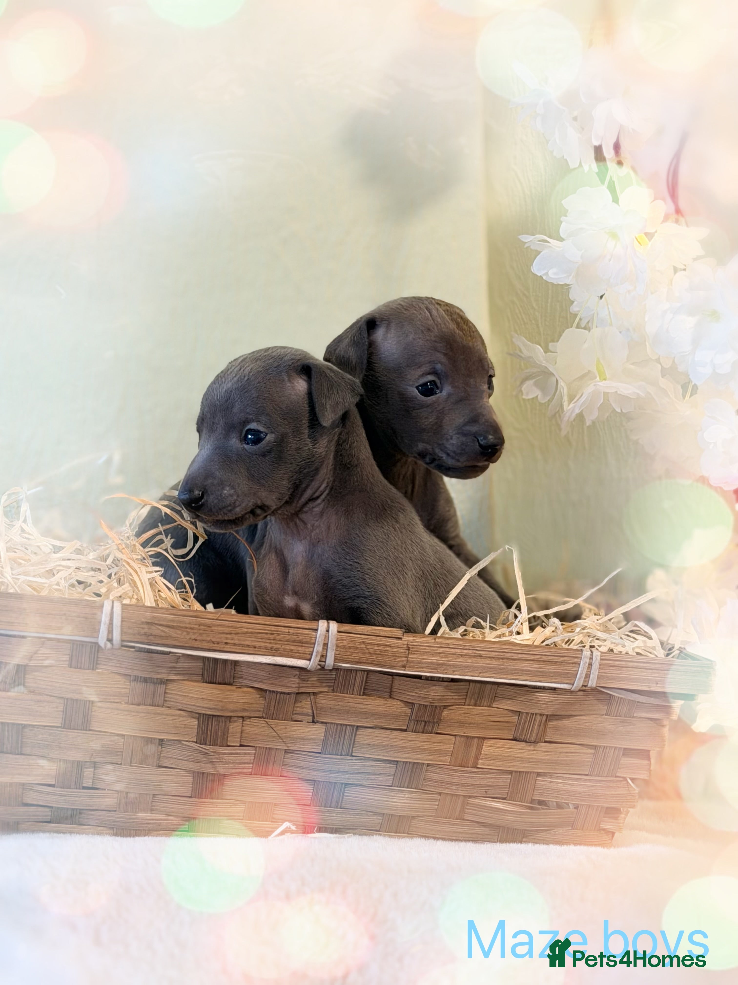 Italian Greyhound dogs Stunning Tiny All Blue KC registered Iggys  - Advert 2