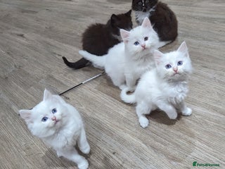 Ragdoll cats Ragdoll kittens - Advert 11