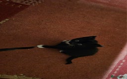 Mixed Breed cats for sale: Kittens - Advert 11